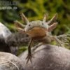 Axolotl Naturfarben, Ambystoma Mexicanum -Aquatlantis Verkauf Axolotl Wildling 1