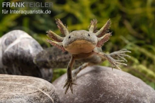 Axolotl Naturfarben, Ambystoma Mexicanum -Aquatlantis Verkauf Axolotl Wildling 1