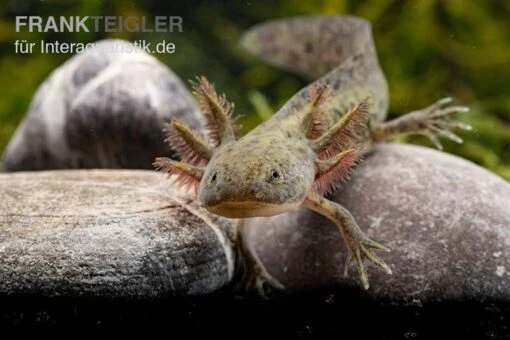 Axolotl Naturfarben, Ambystoma Mexicanum -Aquatlantis Verkauf Axolotl Wildling 2