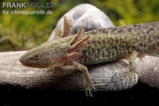 Axolotl Naturfarben, Ambystoma Mexicanum -Aquatlantis Verkauf Axolotl Wildling 3