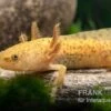 Axolotl Kupfer, Ambystoma Mexicanum -Aquatlantis Verkauf Axolotl kupfer Ambystoma mexicanum 1