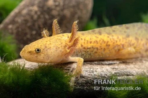 Axolotl Kupfer, Ambystoma Mexicanum -Aquatlantis Verkauf Axolotl kupfer Ambystoma mexicanum 1