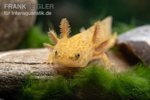 Axolotl Kupfer, Ambystoma Mexicanum -Aquatlantis Verkauf Axolotl kupfer Ambystoma mexicanum 2