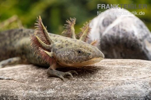 Axolotl Naturfarben, Ambystoma Mexicanum -Aquatlantis Verkauf Axolotl naturfarben Ambystoma