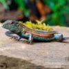 Blackbelly Racerunner, Aspidoscelis Deppii -Aquatlantis Verkauf Blackbelly Racerunner Aspidoscelis deppii 1