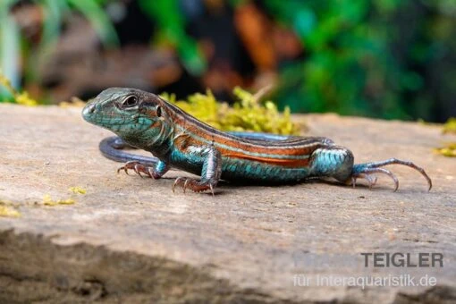 Blackbelly Racerunner, Aspidoscelis Deppii -Aquatlantis Verkauf Blackbelly Racerunner Aspidoscelis deppii 1