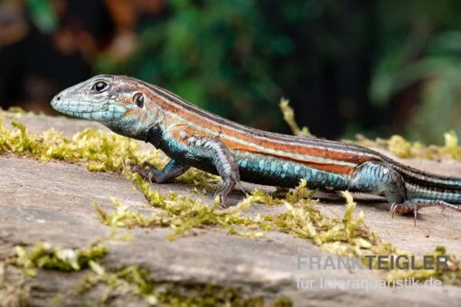 Blackbelly Racerunner, Aspidoscelis Deppii -Aquatlantis Verkauf Blackbelly Racerunner Aspidoscelis deppii 2