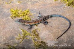 Blackbelly Racerunner, Aspidoscelis Deppii -Aquatlantis Verkauf Blackbelly Racerunner Aspidoscelis deppii 3