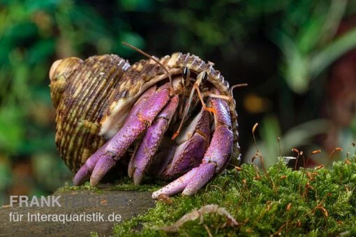 Lila-Landeinsiedlerkrebs, Coenobita Lila (Blue Berry) -Aquatlantis Verkauf Blaubeer Einsiedlerkrebs Coenobita lila 1