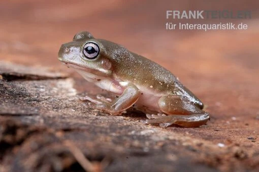 Blauer Korallenfinger-Laubfrosch, Litoria Caerulea -Aquatlantis Verkauf Blauer Korallenfinger Laubfrosch Litoria caerulea 01