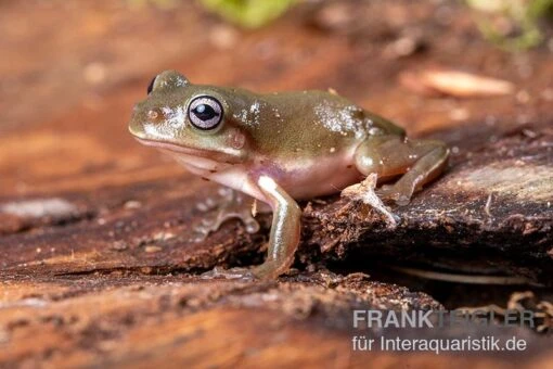 Blauer Korallenfinger-Laubfrosch, Litoria Caerulea -Aquatlantis Verkauf Blauer Korallenfinger Laubfrosch Litoria caerulea 02