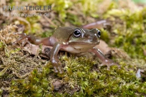 Blauer Korallenfinger-Laubfrosch, Litoria Caerulea -Aquatlantis Verkauf Blauer Korallenfinger Laubfrosch Litoria caerulea 03