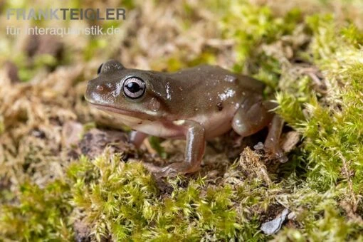 Blauer Korallenfinger-Laubfrosch, Litoria Caerulea -Aquatlantis Verkauf Blauer Korallenfinger Laubfrosch Litoria caerulea 04