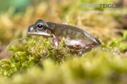 Blauer Korallenfinger-Laubfrosch, Litoria Caerulea -Aquatlantis Verkauf Blauer Korallenfinger Laubfrosch Litoria caerulea 05