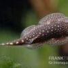 Borneo-Prachtflossensauger, Pseudogastromyzon Myersi, 3er Gruppe -Aquatlantis Verkauf Borneo Prachtflossensauger Pseudogastromyzon myersi 1