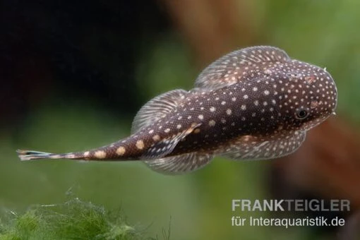 Borneo-Prachtflossensauger, Pseudogastromyzon Myersi, 3er Gruppe -Aquatlantis Verkauf Borneo Prachtflossensauger Pseudogastromyzon myersi 1