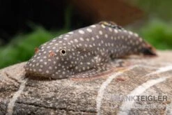 Borneo-Prachtflossensauger, Pseudogastromyzon Myersi, 3er Gruppe -Aquatlantis Verkauf Borneo Prachtflossensauger Pseudogastromyzon myersi