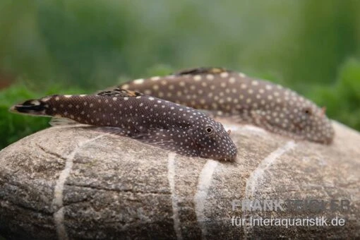 Borneo-Prachtflossensauger, Pseudogastromyzon Myersi, 3er Gruppe -Aquatlantis Verkauf Borneo Prachtflossensauger Pseudogastromyzon myersi 3