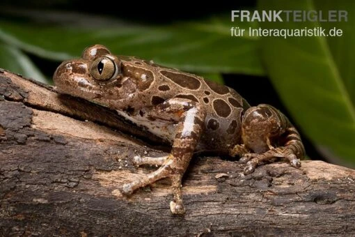 Brauner Rennfrosch, Kassina Fusca -Aquatlantis Verkauf Brauner Rennfrosch Kassina fusca