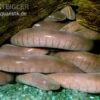 Breitkopf-Schwimmwühle, Typhlonectes Natans -Aquatlantis Verkauf Breitkopf Schwimmwuehle Typhlonectes natans 1