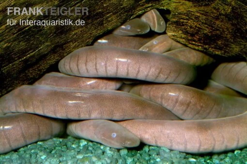 Breitkopf-Schwimmwühle, Typhlonectes Natans -Aquatlantis Verkauf Breitkopf Schwimmwuehle Typhlonectes natans 1