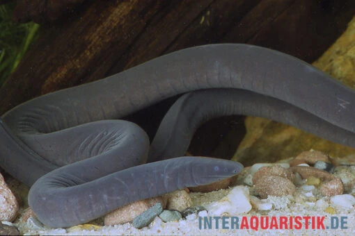 Breitkopf-Schwimmwühle, Typhlonectes Natans -Aquatlantis Verkauf Breitkopf Schwimmwuehle Typhlonectes natans 2