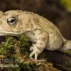 Pantherkröte, Bufo Regularis -Aquatlantis Verkauf Bufo regularis Pantherkroete