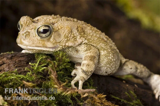 Pantherkröte, Bufo Regularis -Aquatlantis Verkauf Bufo regularis Pantherkroete