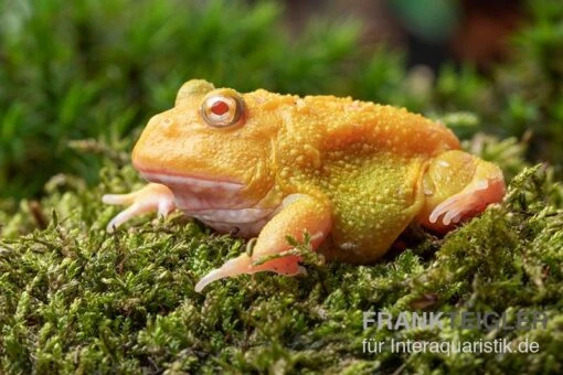 Super Pikachu-Pacman-Frog, Ceratophrys Cranwelli Super Pikachu -Aquatlantis Verkauf Ceratophrys cranwelli Super Pikachu 1