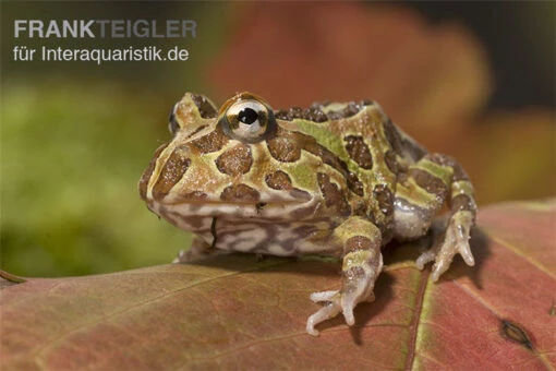 Pacman-Frog, Schmuckhornfrosch, Ceratophrys Cranwelli -Aquatlantis Verkauf Ceratophrys ornata schmuckhornfrosch