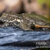 Chinesische Weichschildkröte, Pelodiscus Sinensis -Aquatlantis Verkauf Chinesische Weichschildkroete Pelodiscus sinensis 1