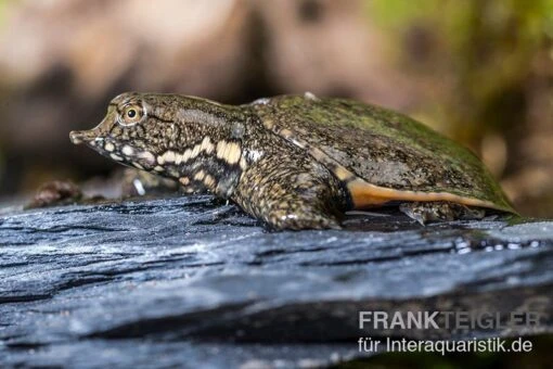 Chinesische Weichschildkröte, Pelodiscus Sinensis -Aquatlantis Verkauf Chinesische Weichschildkroete Pelodiscus sinensis 1