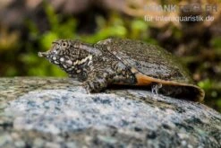 Chinesische Weichschildkröte, Pelodiscus Sinensis -Aquatlantis Verkauf Chinesische Weichschildkroete Pelodiscus sinensis 2