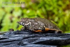 Chinesische Weichschildkröte, Pelodiscus Sinensis -Aquatlantis Verkauf Chinesische Weichschildkroete Pelodiscus sinensis 3