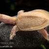 Chinesische Weichschildkröte Albino, Pelodiscus Sinensis -Aquatlantis Verkauf Chinesische Weichschildkroete albino Pelodiscus sinensis 1 jpg