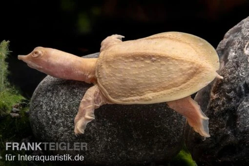 Chinesische Weichschildkröte Albino, Pelodiscus Sinensis -Aquatlantis Verkauf Chinesische Weichschildkroete albino Pelodiscus sinensis 1 jpg