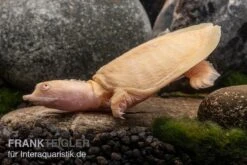 Chinesische Weichschildkröte Albino, Pelodiscus Sinensis -Aquatlantis Verkauf Chinesische Weichschildkroete albino Pelodiscus sinensis 2 jpg