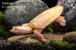 Chinesische Weichschildkröte Albino, Pelodiscus Sinensis -Aquatlantis Verkauf Chinesische Weichschildkroete albino Pelodiscus sinensis 3 jpg