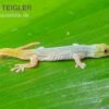 Conrau`s Zwerggecko, Lygodactylus Conraui -Aquatlantis Verkauf Conraus Zwerggecko Lygodactylus conraui 1