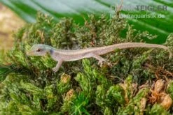 Conrau`s Zwerggecko, Lygodactylus Conraui -Aquatlantis Verkauf Conraus Zwerggecko Lygodactylus conraui 3