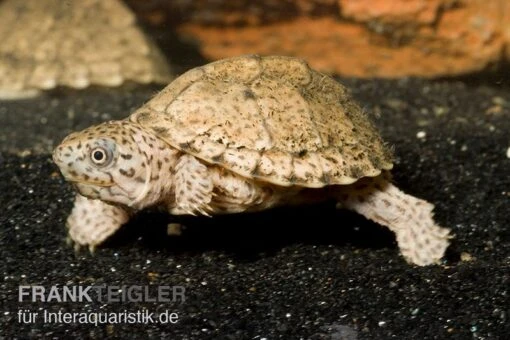 Dach-Moschusschildkröte, Sternotherus Carinatus -Aquatlantis Verkauf Dach Moschusschildkroete Sternotherus carinatus 1