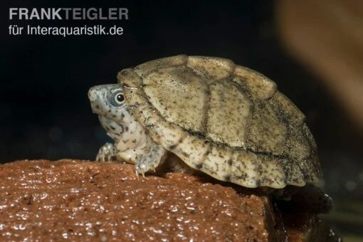 Dach-Moschusschildkröte, Sternotherus Carinatus -Aquatlantis Verkauf Dach Moschusschildkroete Sternotherus carinatus 3