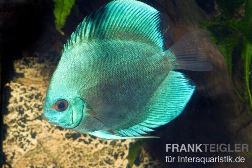 Diskusfisch ASIA-NZ, Symphysodon Discus Cobalt Blue -Aquatlantis Verkauf Discus Cobalt blue 1