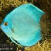 Diskusfisch ASIA-NZ, Symphysodon Discus Cobalt Blue -Aquatlantis Verkauf Discus Cobalt blue 2