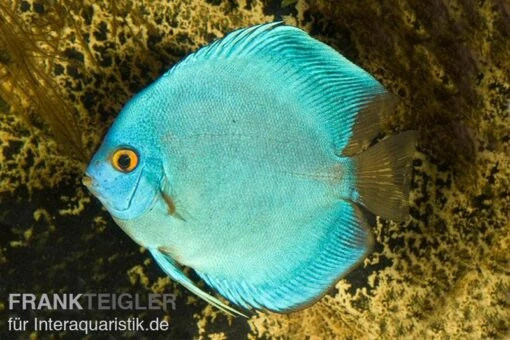 Diskusfisch ASIA-NZ, Symphysodon Discus Cobalt Blue -Aquatlantis Verkauf Discus Cobalt blue 2