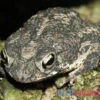 Eichenkröte, Bufo Quercicus -Aquatlantis Verkauf Eichenkroete Bufo quercicus