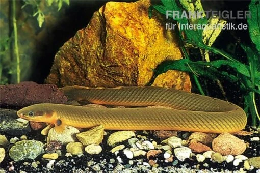 Flösselaal, Erpetoichthys Calabaricus, 18-25 Cm -Aquatlantis Verkauf Erpetoichthys calabaricus floesselaal 1