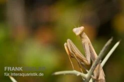 Europäische Gottesanbeterin, Mantis Religiosa -Aquatlantis Verkauf Europaeische Gottesanbeterin Mantis religiosa