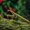 Europäische Gottesanbeterin, Mantis Religiosa -Aquatlantis Verkauf Europaeische Gottesanbeterin Mantis religiosa neu 1