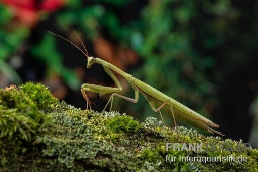 Europäische Gottesanbeterin, Mantis Religiosa -Aquatlantis Verkauf Europaeische Gottesanbeterin Mantis religiosa neu 1